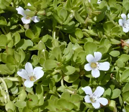 NeuroThrive ingredient Bacopa Monnieri